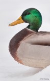 Mallard So Smart